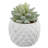 Beeck 4.5'' Faux Succulent in Pot