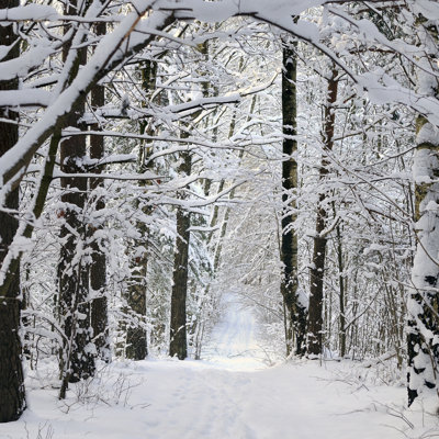 Winter in Forest - Wrapped Canvas Square Print