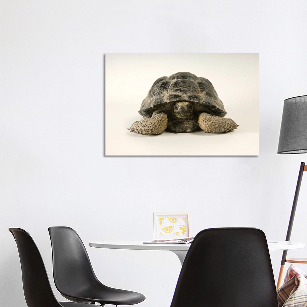 A Volcan Darwin Giant Tortoise At Omaha's Henry Doorly Zoo And Aquarium von Joel Sartore - Gallery-Wrapped Canvas Giclée