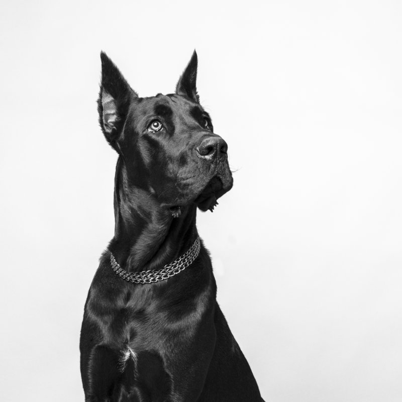 Great Dane - Wrapped Canvas Print, 30cm H x 30cm W x 3.8cm D