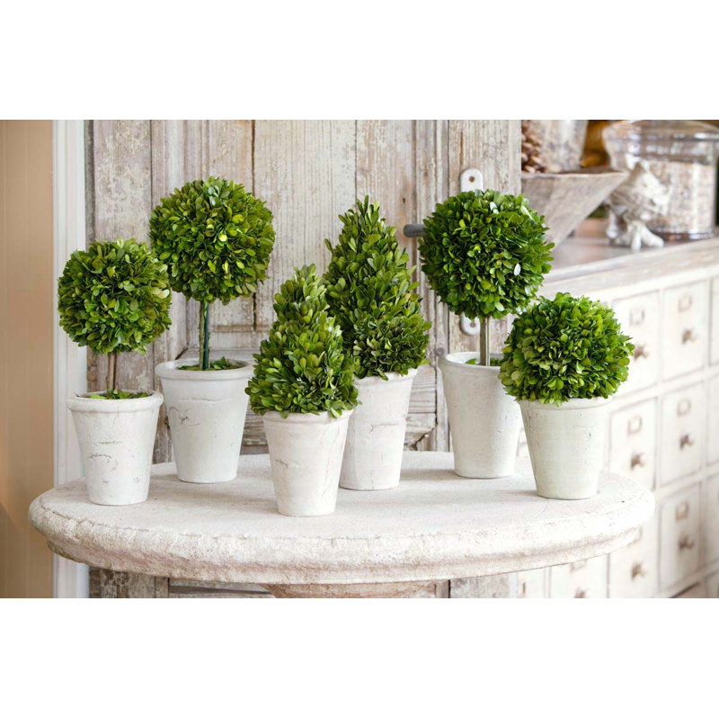Collection of Boxwood Topiaries, Set of 6