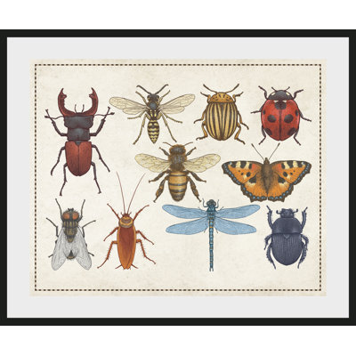 Beetle - Single Picture Frame Print