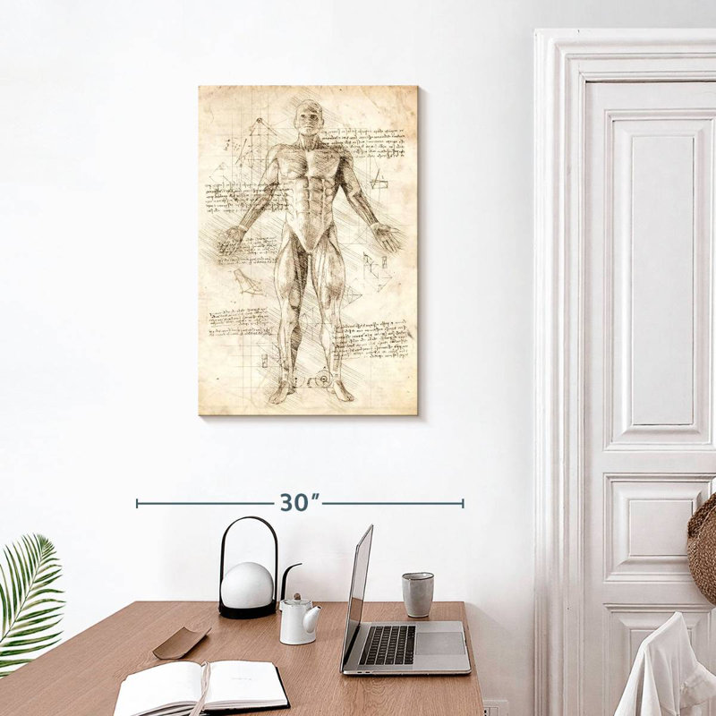 Keiri Human Muscles Anatomy, 30" H x 20" W