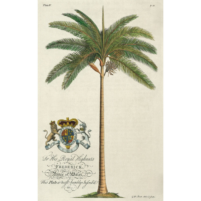 King Palm Print by Porter Design, Plexi, 60" H x 40" W x 1.5" D