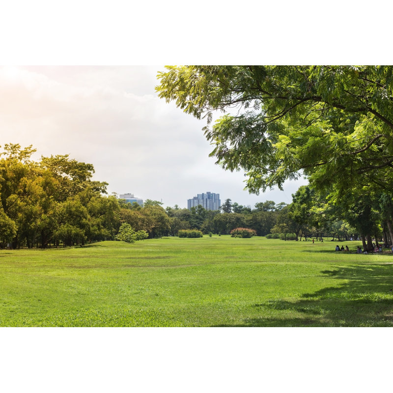 Trees by Hatchapong - Wrapped Canvas Print, 30cm H x 46cm W