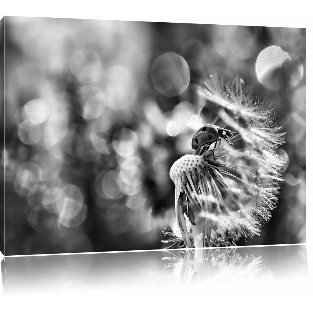 Leinwandbild Marienkäfer auf Pusteblume in Monochrom