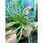 11'' Faux Succulent Plant