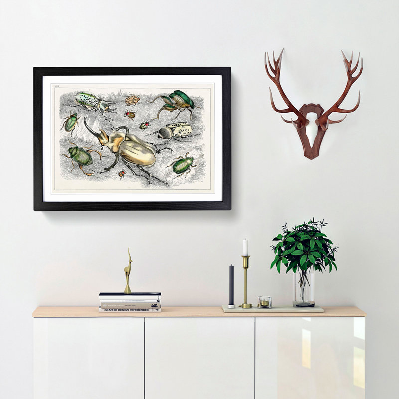Assortment Of Beetles XLII by Oliver Goldsmith - Single Picture Frame Painting, 33cm H x 45cm W x 2cm D, Black