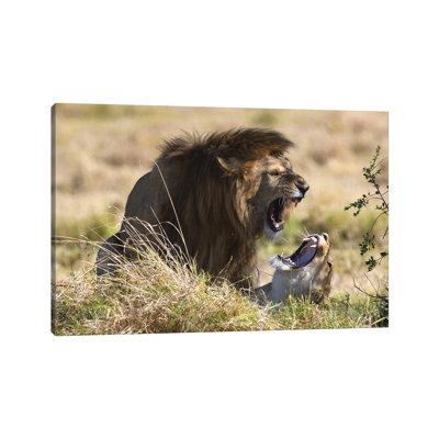 Mating Lions 1 Piece Wrapped Canvas Wall Art