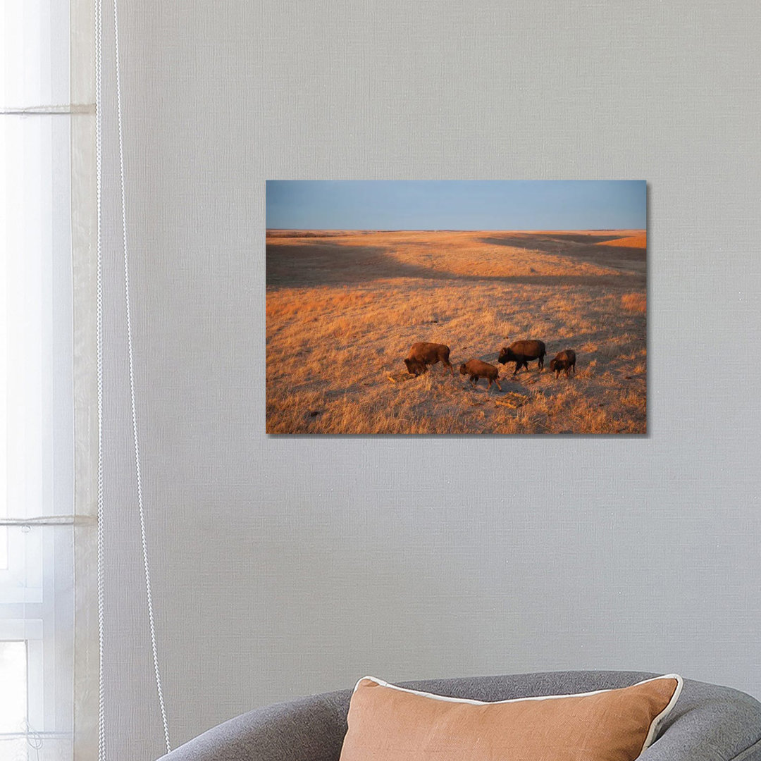 A Herd Of Bison Roam On A Ranch Near Valentine, Nebraska I von Joel Sartore - Gallery-Wrapped Canvas Giclée on Canvas