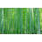 Premium Wallpaper Wall Mural - Bamboo Forest-1610951532