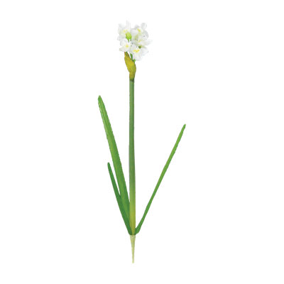 Plante narcissus