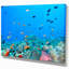 « colonie of maldives anemone fish », impression-29504835-34273198