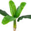 20 plantes