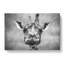 Wonderful Giraffe - Wrapped Canvas-56644926