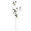 WILD BLACKBERRY STEM 31"-2112633440