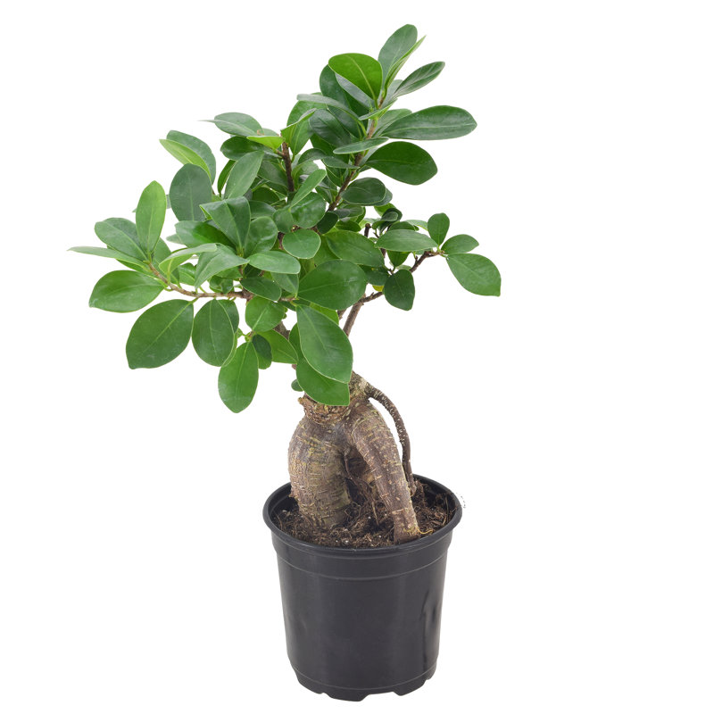 13'' Ficus Plant, 13" H x 4" W x 4" D