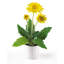 Arrangement floral Gerber Daisies