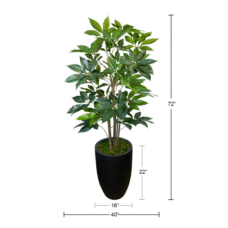 Schefflera Tree in a Round Fiberstone Pot