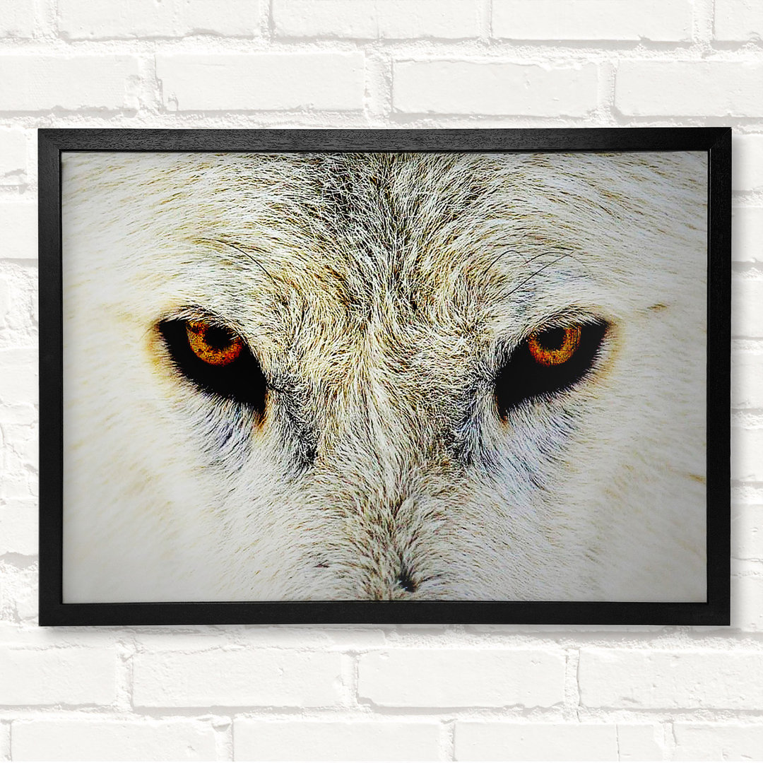 Arctic Wolf Eyes Gerahmter Druck