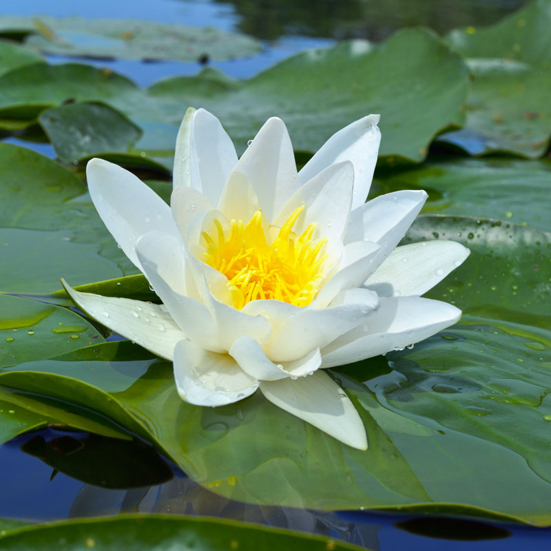 " White Lily In Pond ", 30" H x 30" W