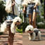 Harnais pour chien