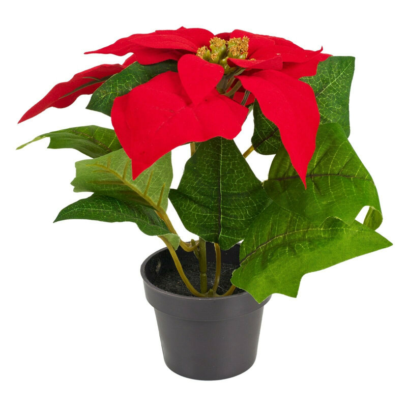 20cm Flowering Plant in Pot, Red