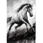 White horse in the wind - Grey Office Framed Canvas Decor