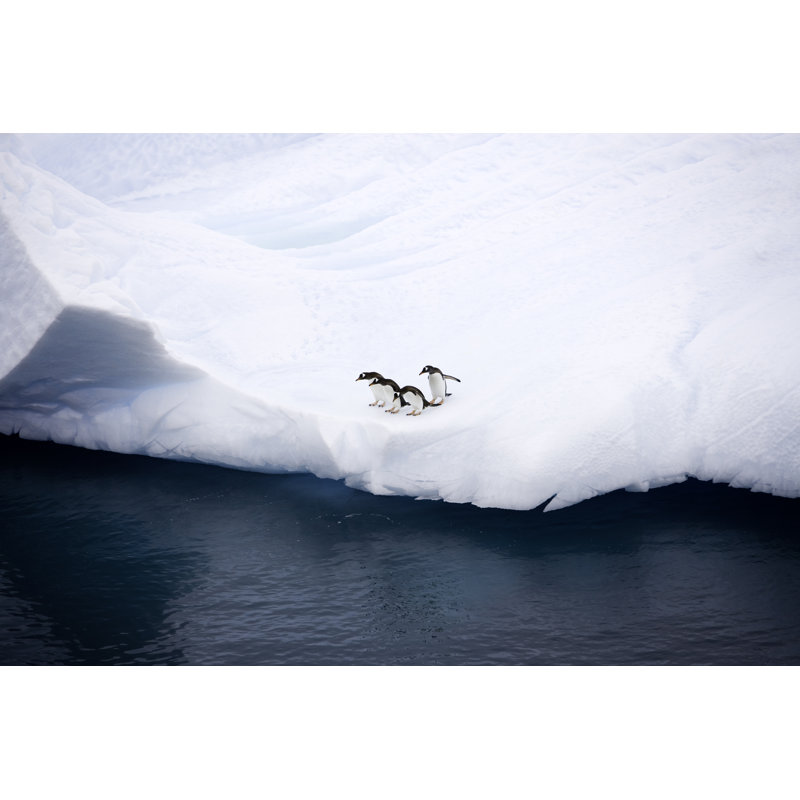 Penguins On Iceberg Antarctica by Mlenny - Wrapped Canvas Print, 61cm H x 91cm W