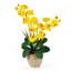 Double arrangement floral d'orchidées en pot Phalaenopsis-59717527-59717531