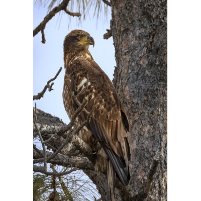 Aviram " Juvenile Bald Eagle " by David Drost