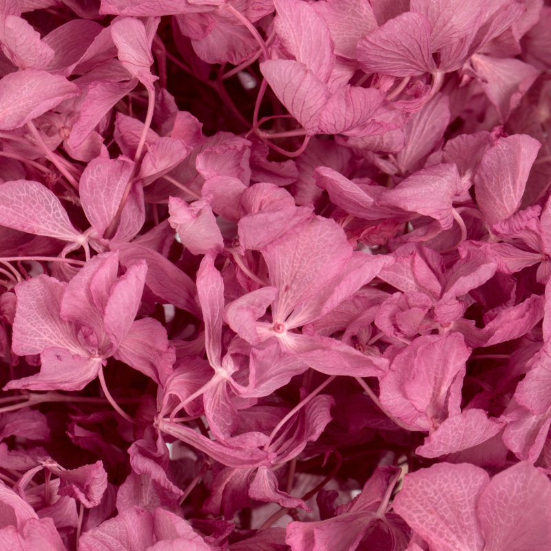 Natural Botanicals 15" Hydrangea with Multiple Branch Segments, Preserved, Brombeer
