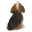Chiot beagle