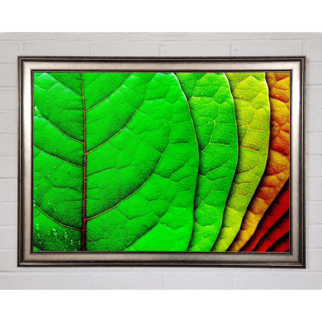 Colour Of Leaves - Einzelner Bilderrahmen Kunstdrucke