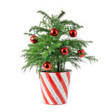 NIP Candy Cane 1.5' Fresh Cut Christmas Tree