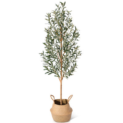 Adcock 84" Olive Tree in Pot