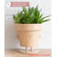 Cute Pots Pot Planter