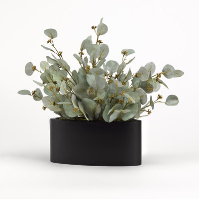 Eucalyptus ensemencé dans un pot de fleurs ovale en métal