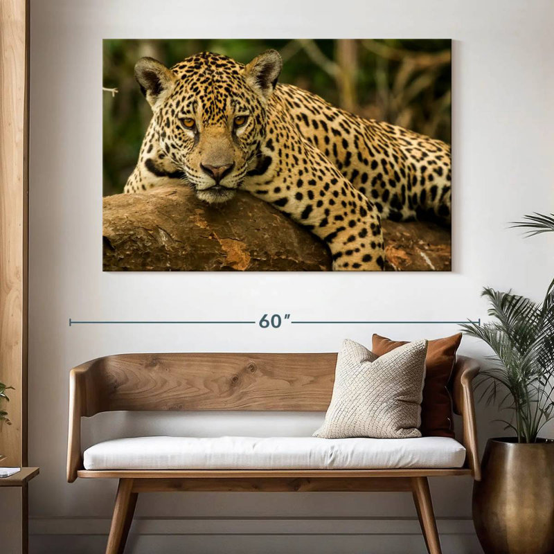 Jaguar intense, H 34 po x l 51 po