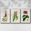 Jolies roses botaniques VII, ensemble de 3 toiles encadrées-97706807-97706810