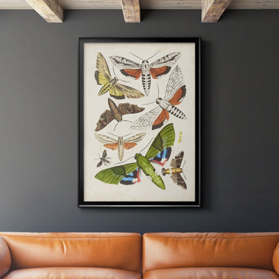 Antique Moths II - impression d'un seul cadre photo