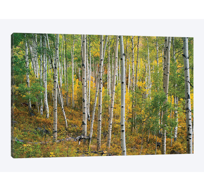 «Quake Aspen Forest, Colorado I», reproduction de photo sur toile, H 12 po x l 18 po x P 1,5 po, Toile tendue, Pas de tapis