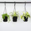 Live Spider Plant in Hanging Pot