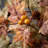 20.5" Artificial Mini Maple Leaf Fall Wreath, Green