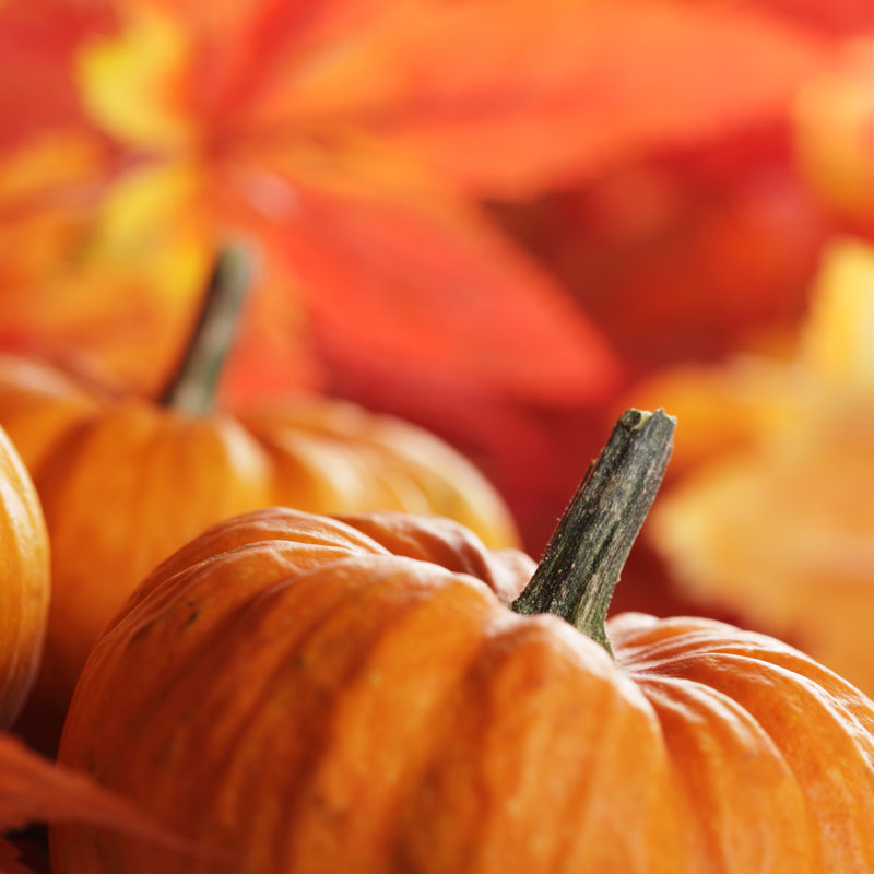 Pumpkins Close Up - Wrapped Canvas Print, 51cm H x 51cm W x 3.8cm D