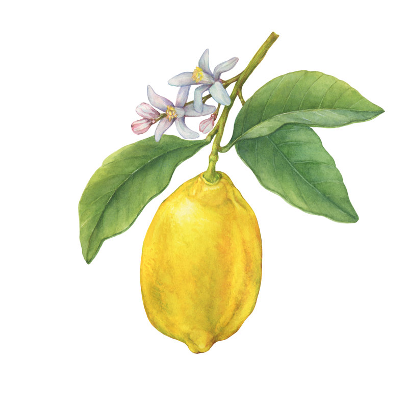 A Branch Of Yellow Lemon - Wrapped Canvas Print, 51cm H x 51cm W