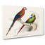 Macaw - Wrapped Canvas Painting-55324001