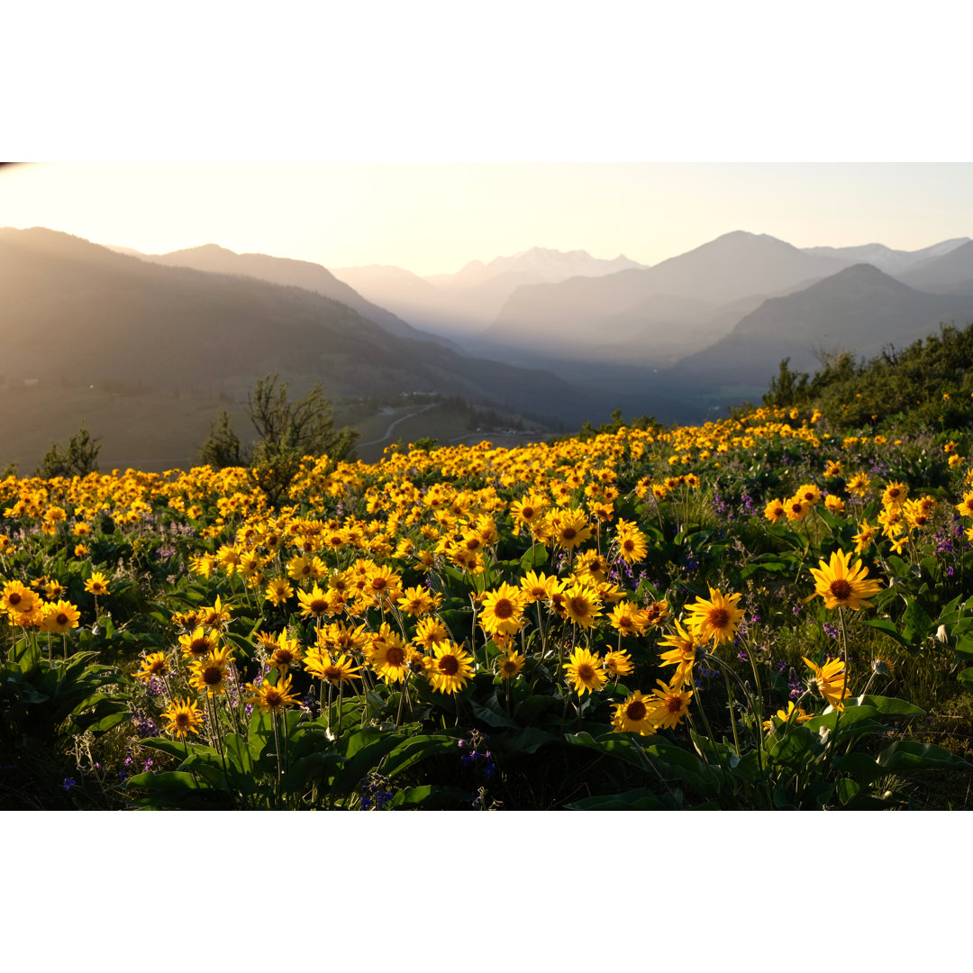 Leinwandbild Meadows At Sunrise