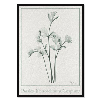 Jeanette "Parsley II" Print by Albert Koetsier