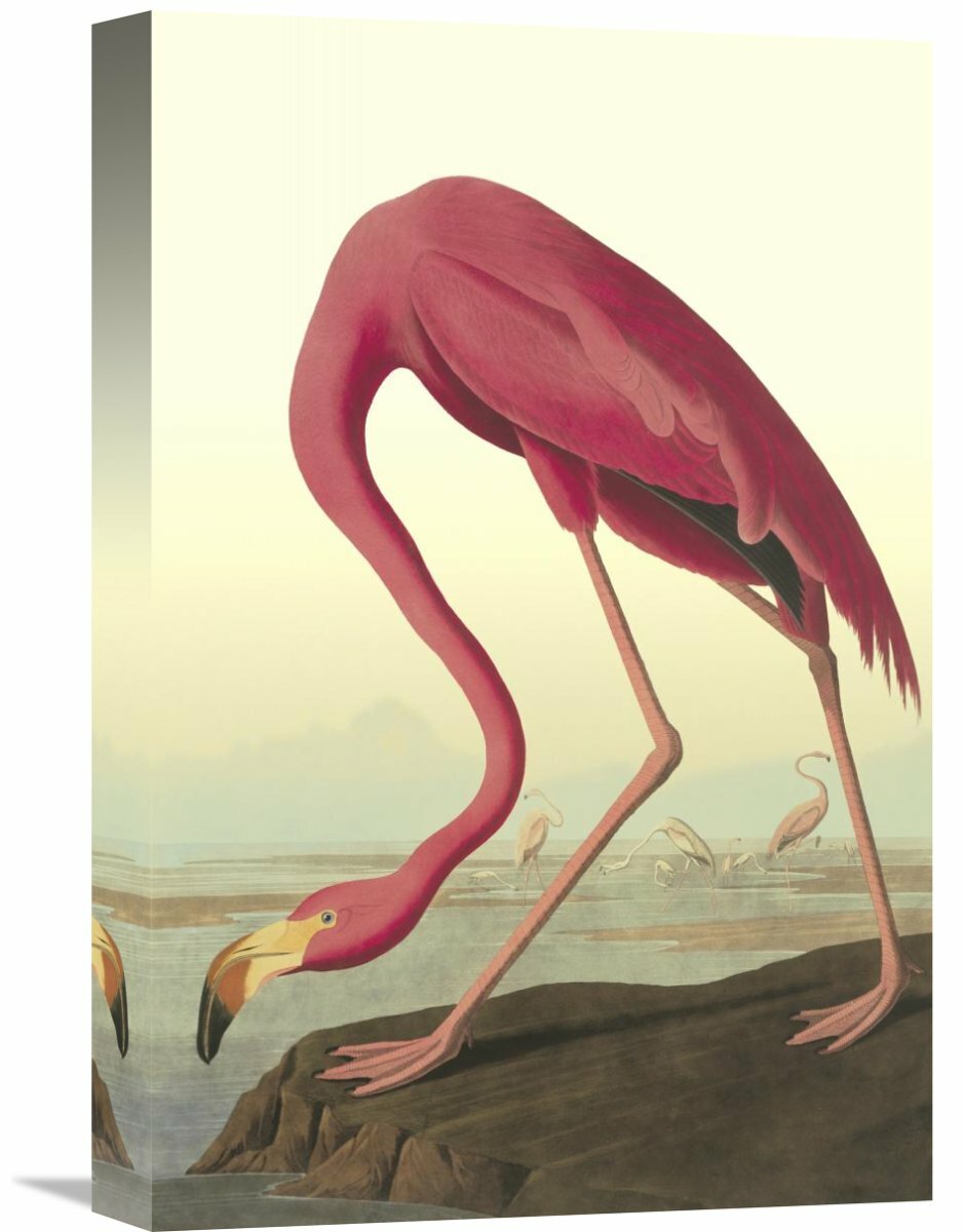 Flamingo Audubon Print — MUSEUM OUTLETS